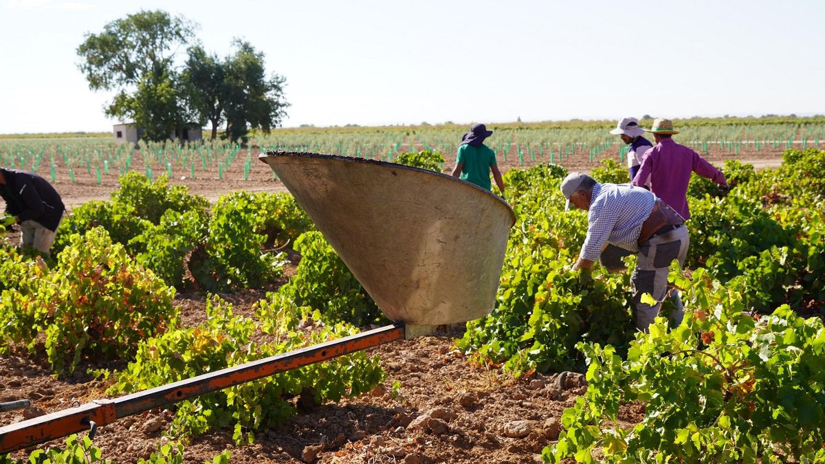 La recogida del Airén marca la vendimia generalizada