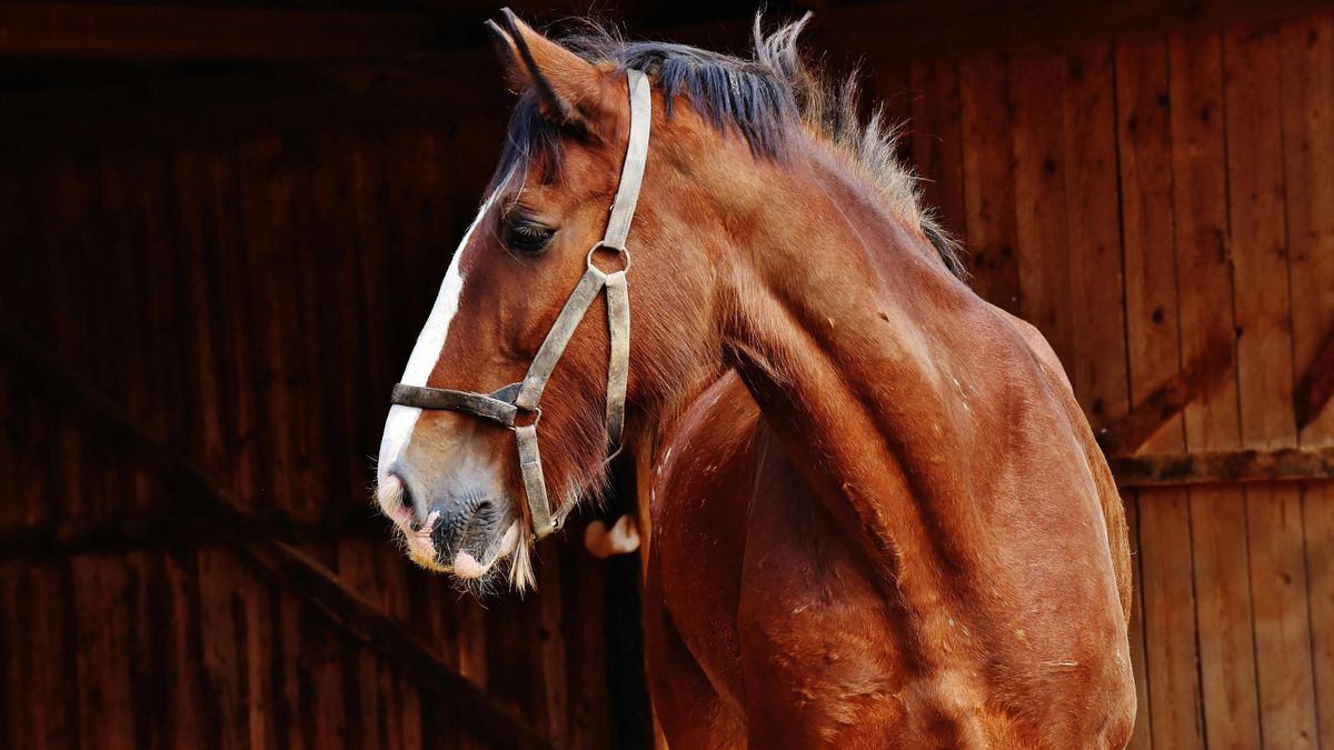 La ciencia explica por qué los caballos sudan espuma y cómo eso les ayuda a soportar el calor extremo.: "Es señal de que funciona"