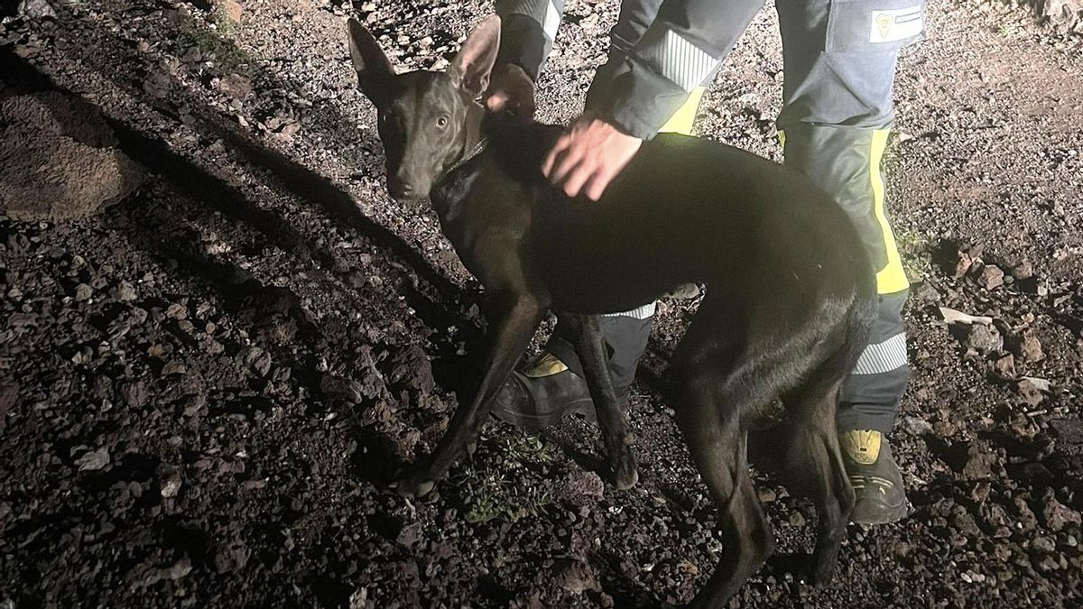 Los bomberos rescatan a un perro atrapado en una madriguera  en Los Llanos