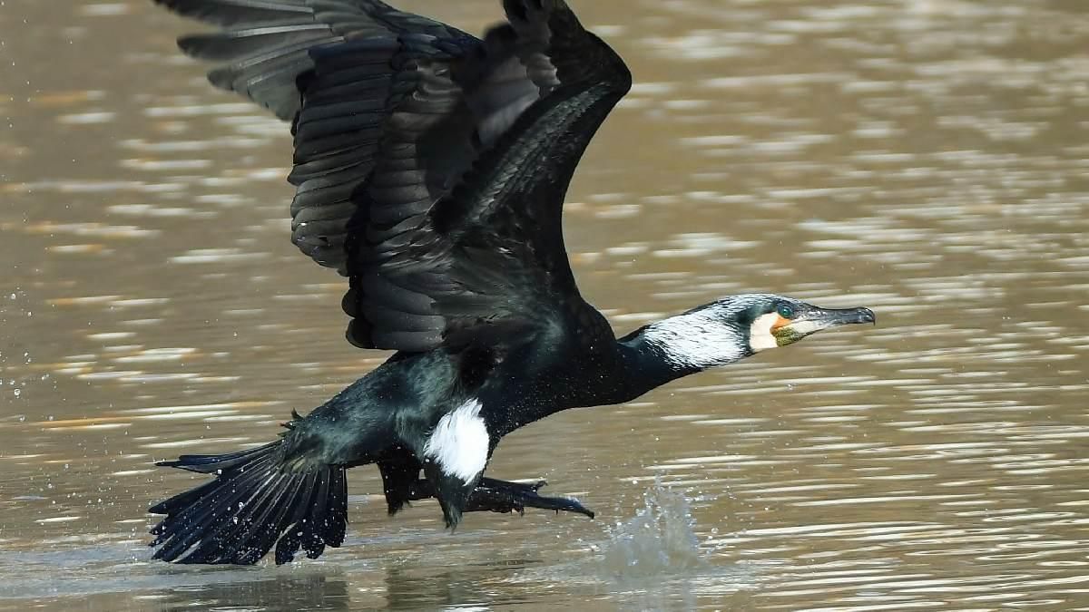 Cormorán grande. Juan M. Sánchez
