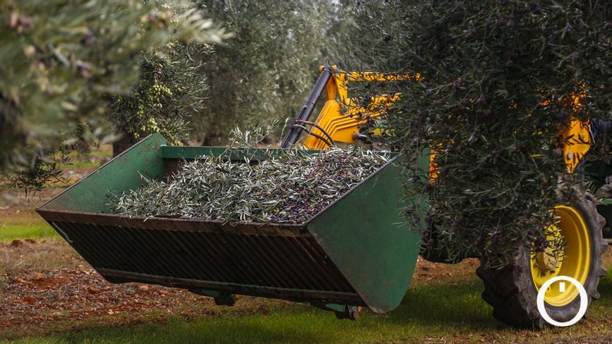Los costes del olivar se han disparado tanto que con los precios actuales la mitad de la producción nacional ya no es rentable