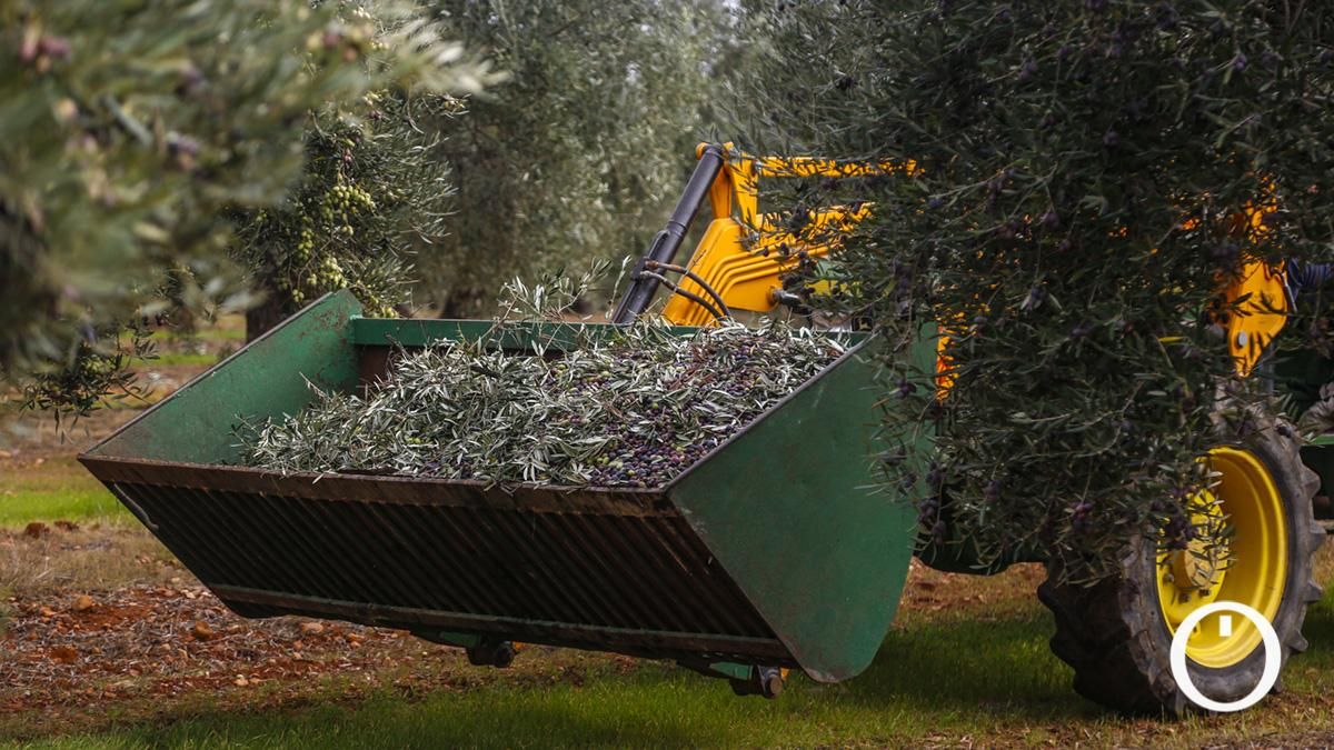 La patronal agraria da por iniciada la mayor parte de la campaña de aceituna en Córdoba