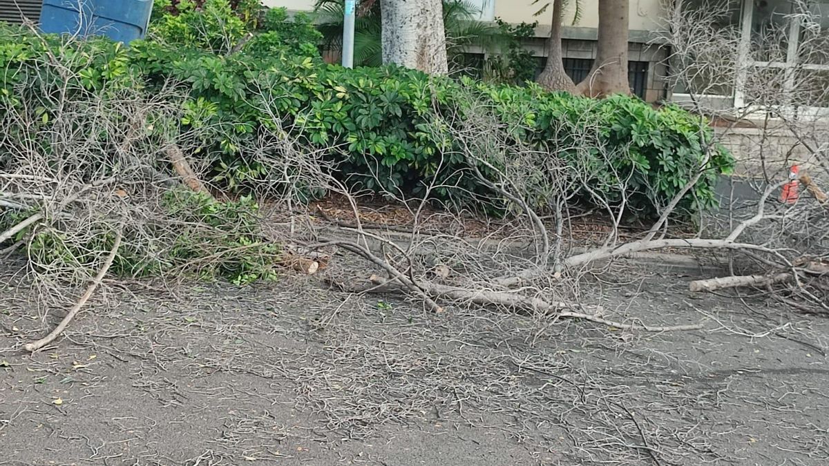 Corte de árboles en Santa Cruz de Tenerife.