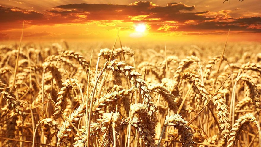 El consejero de Agricultura pide ser "extremadamente prudente" en el campo ante la ola de calor
