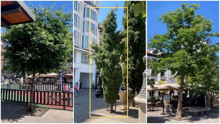 El Ayuntamiento de Madrid talará 28 de los 54 árboles de la Plaza de Santa Ana por las obras del parking privatizado