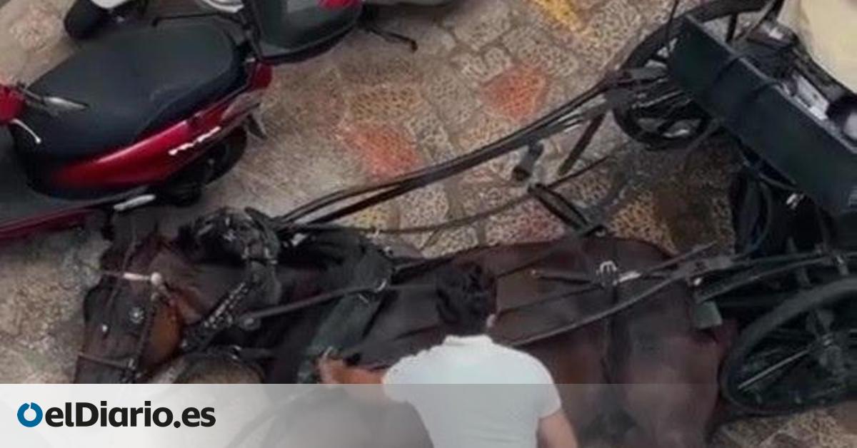 Palma, a años luz de Málaga: los coches de caballos continúan en la ciudad a pesar de la polémica