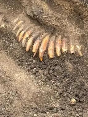 Collar de dientes encontrado durante las excavaciones.