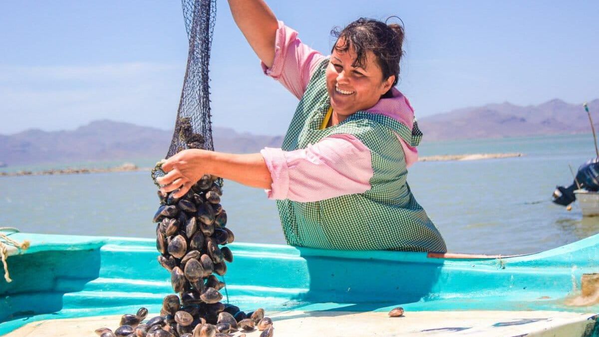 Los impactos por el El Niño afectarán la distribución de especies comerciales en el Pacífico mexicano. Foto: cortesía Comisión Nacional de Acuacultura y Pesca