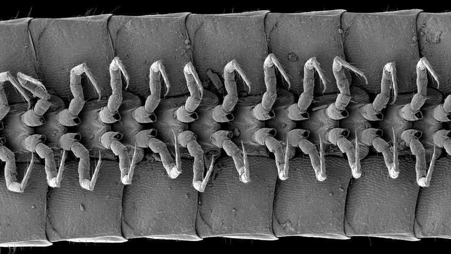 Vista ventral de las patas de un macho de Eumillipes persephone.