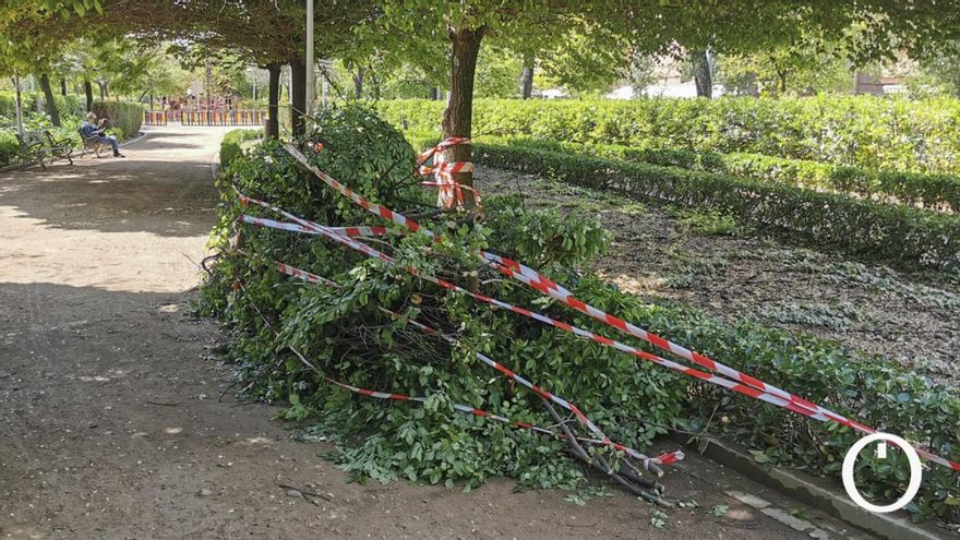 Árbol roto en Jardines Escultor Fernández Márquez