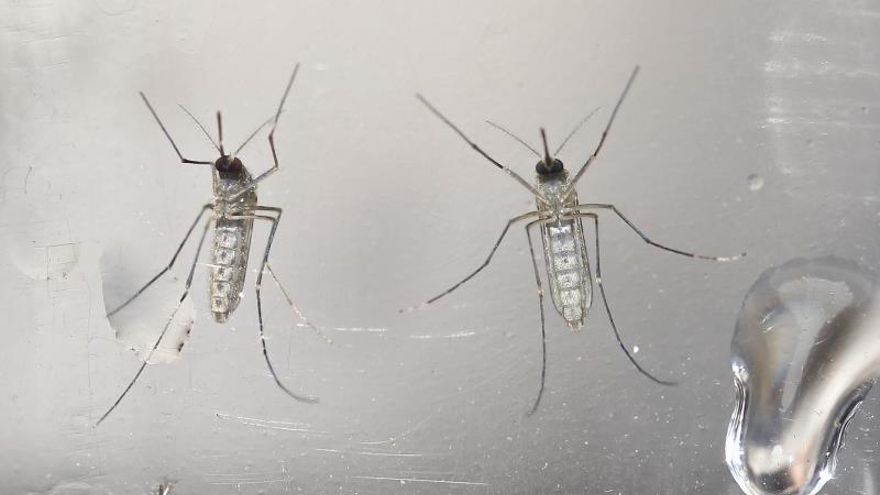 Imagen de mosquitos Aedes Aegypti.