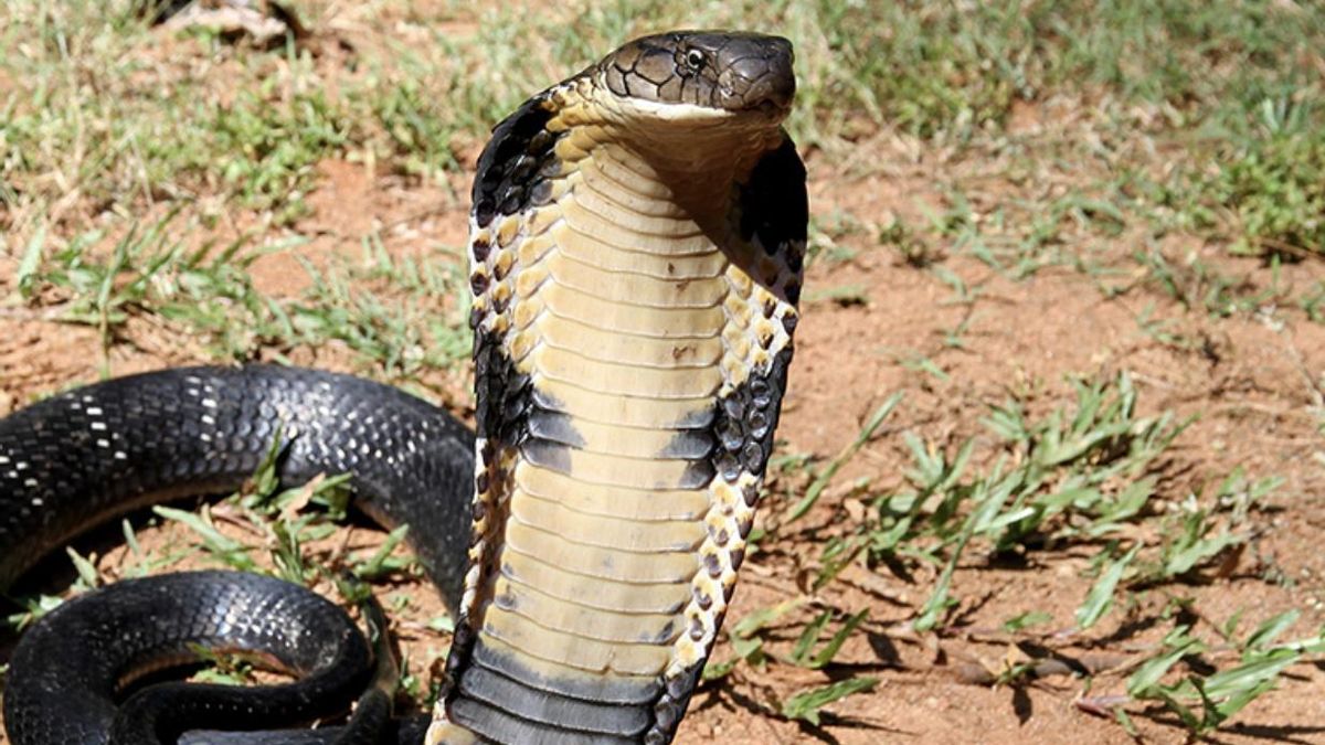 Si vas a la India tienes un nuevo peligro al que temer: las cobras más venenosas del mundo saben subirse a los trenes y llegan a lugares sin el antídoto