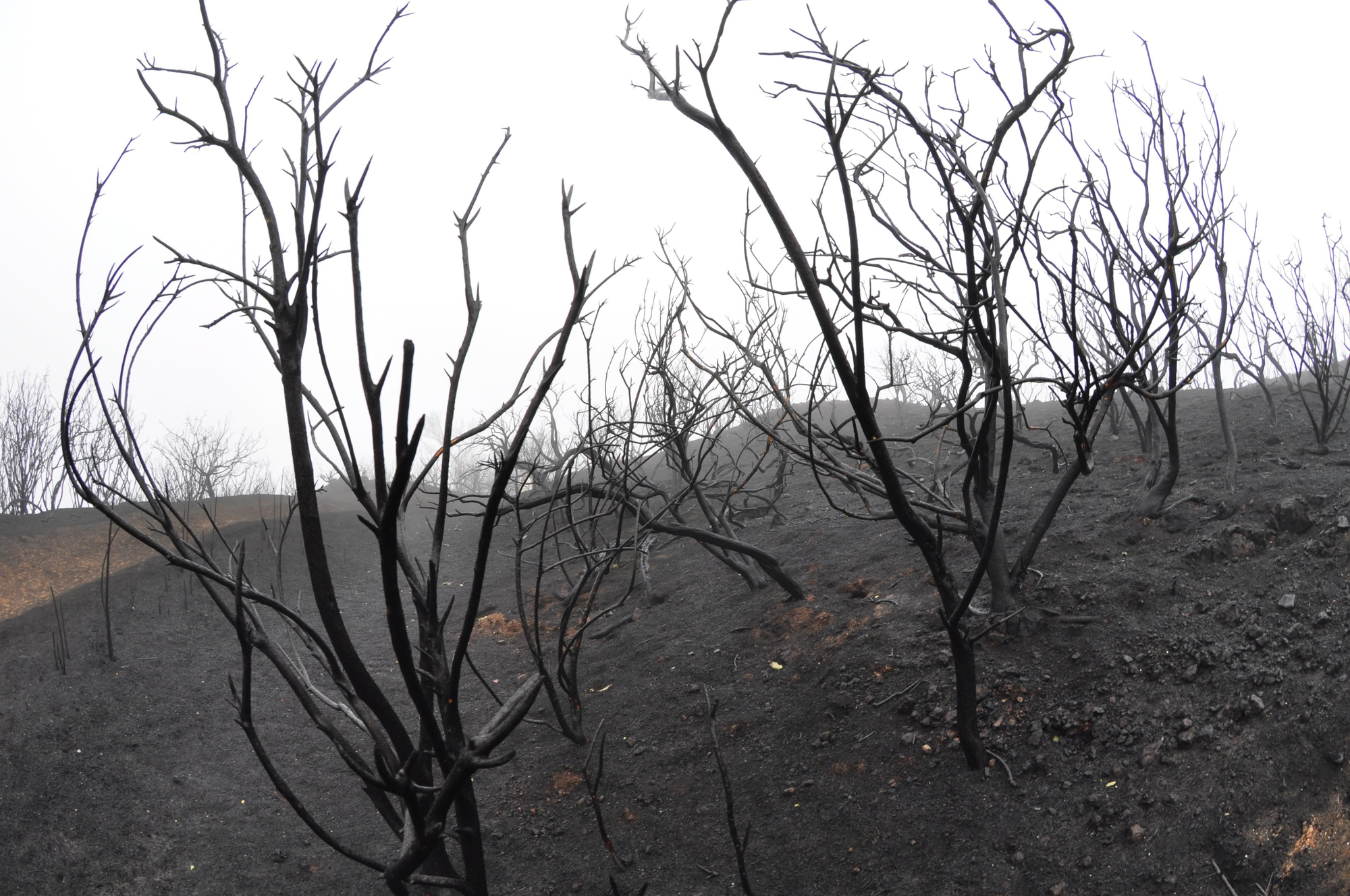 Efectos del incendio en la Cruz de Tejeda. (ÁNGEL SARMIENTO)