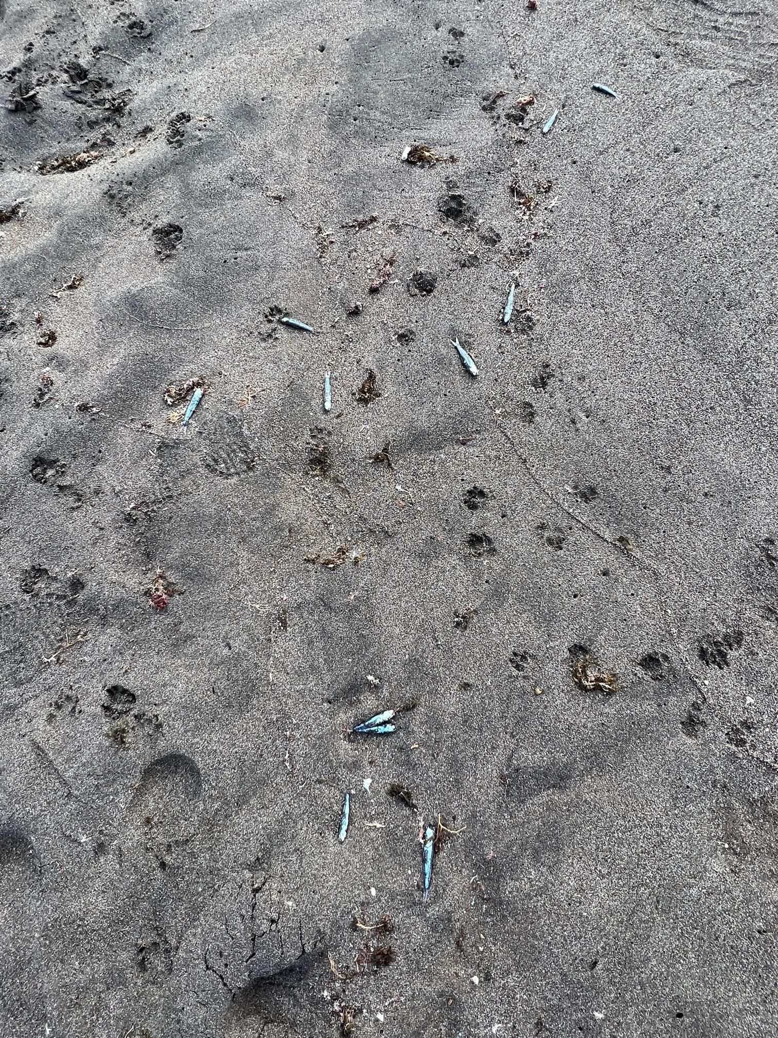 Varios peces muertos, en la arena de La Tejita