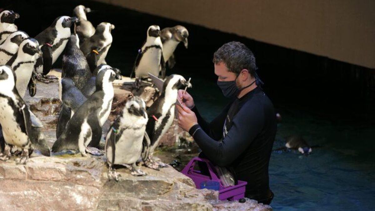 Existe un hogar de "pingüinos jubilados" en Boston
