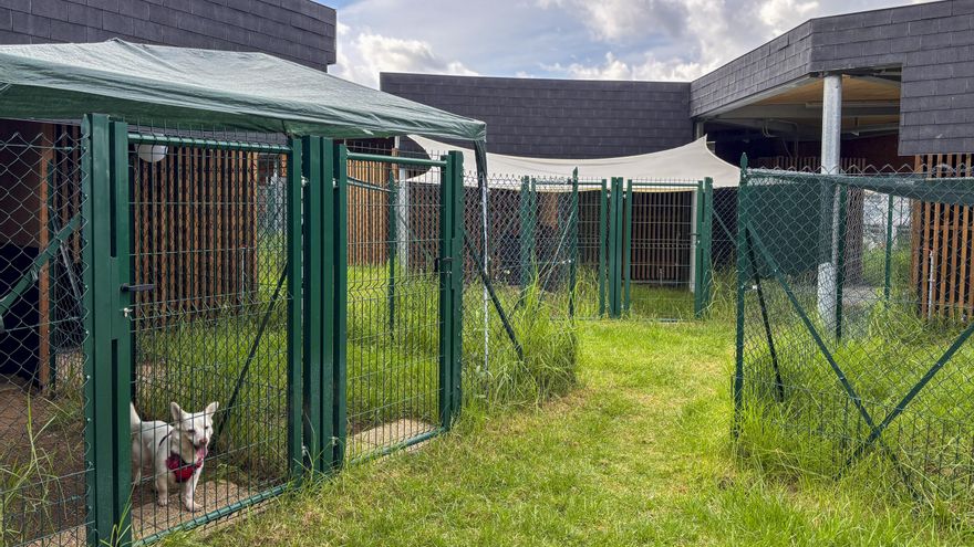 Aromaterapia y videollamadas: un hotel de lujo para perros en el mayor aeropuerto de Roma