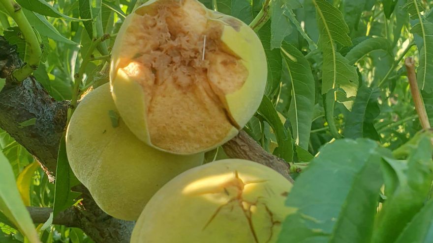 Imagen de frutales dañados