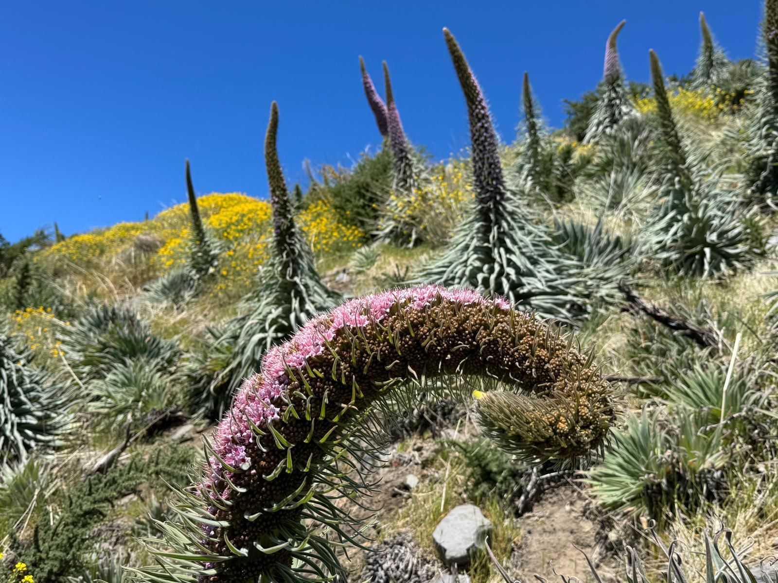 Tajinastes rosados, en La Tabladita (Tijarafe), el pasado 3 de mayo.