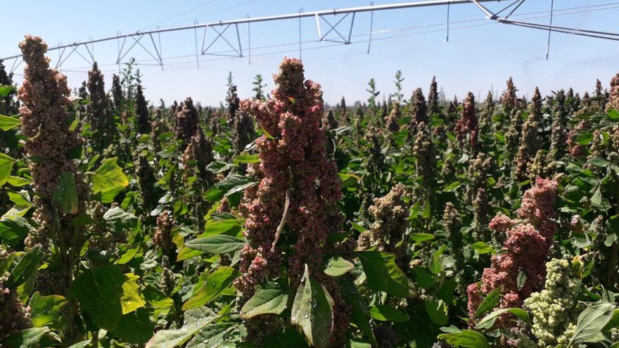 Campo de cultivo de quinoa en León.