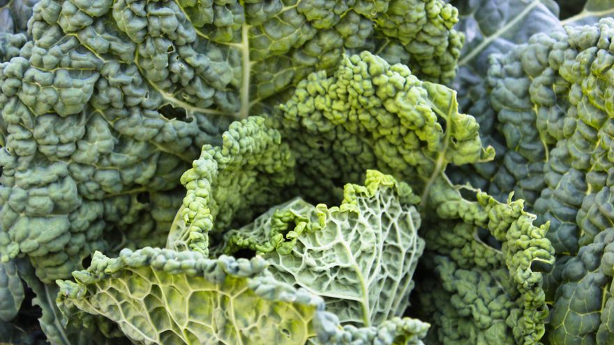 Cómo se cocina el kale y tres recetas para disfrutar de este ingrediente versátil y nutritivo