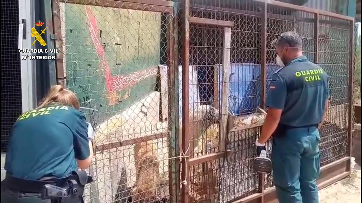 Investigan por maltrato animal al gestor de una protectora de Villafranca de los Barros que recibía fondos públicos