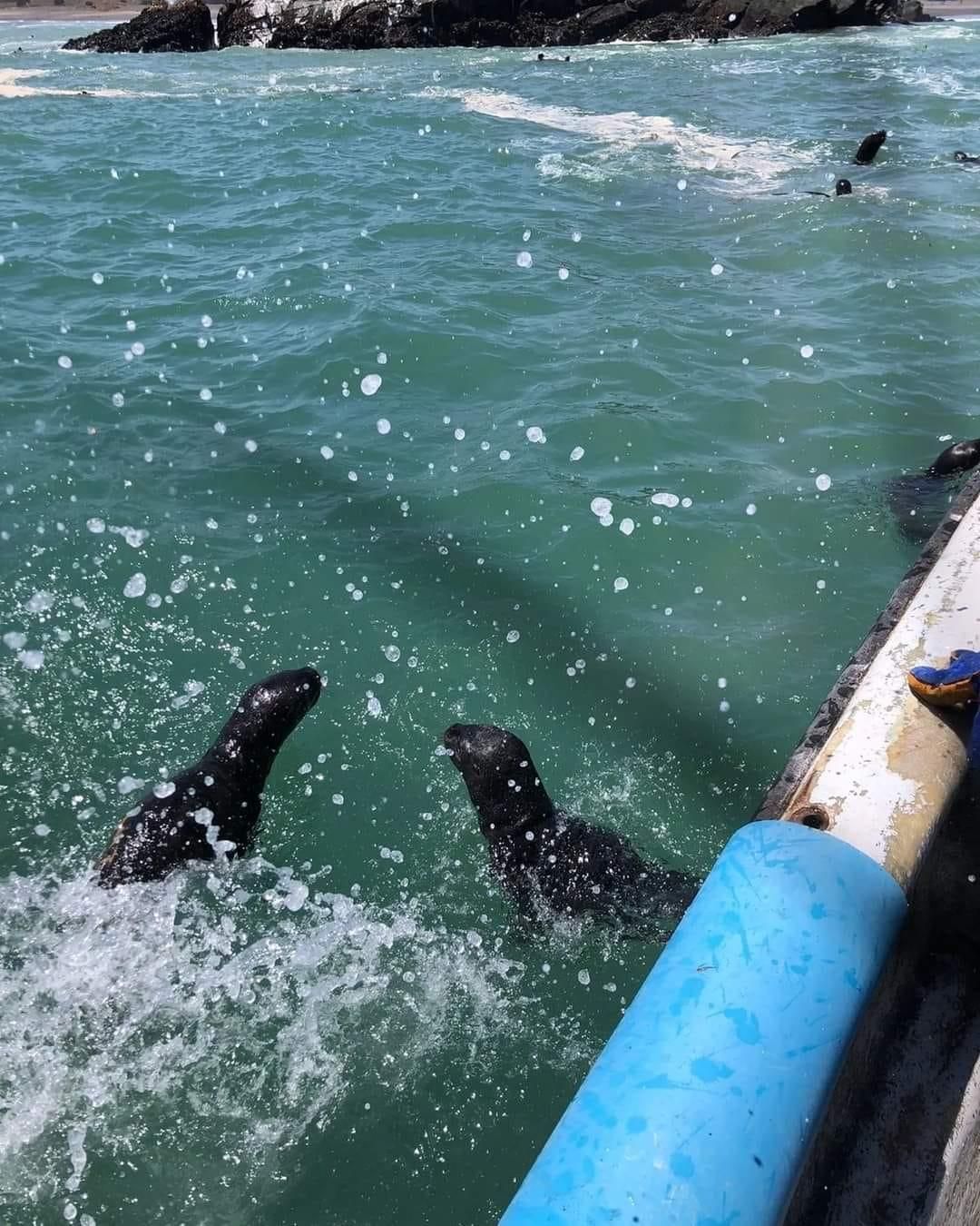 Lobos marinos nadan en el mar de Cobquecura.