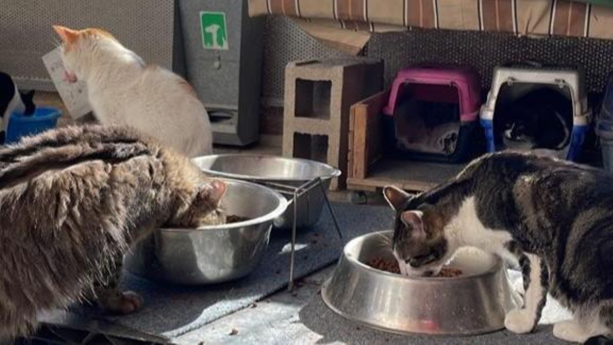 Los refugios de animales de València pasarán a ser gestionados por empresas de control de plagas este viernes