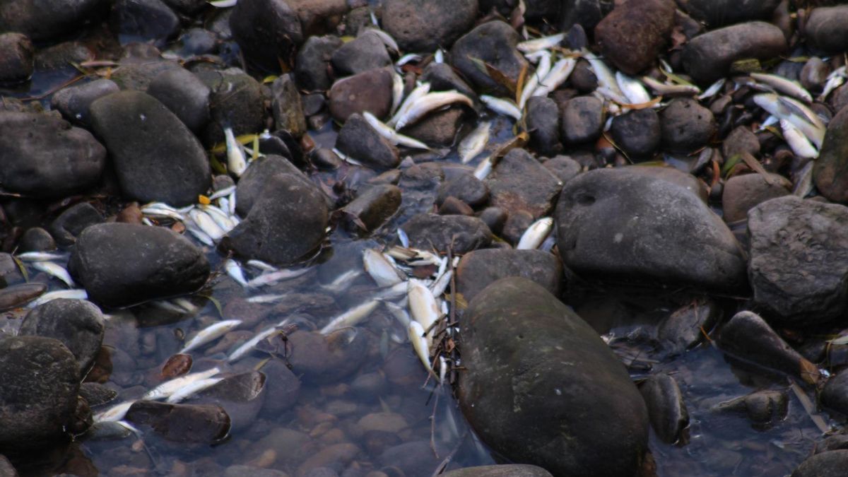 Peces muertos por contaminación en el río Alhama en Alfaro