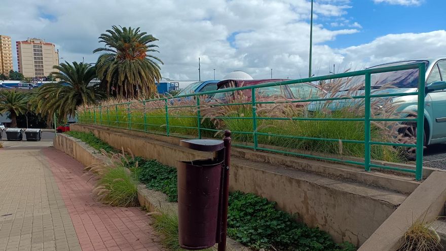 Reclaman el control del rabo de gato, una especie invasora que está causando "graves consecuencias" en Las Palmas de Gran Canaria