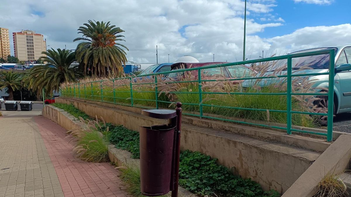 Ejemplares de rabo de gato en Las Palmas de Gran Canaria
