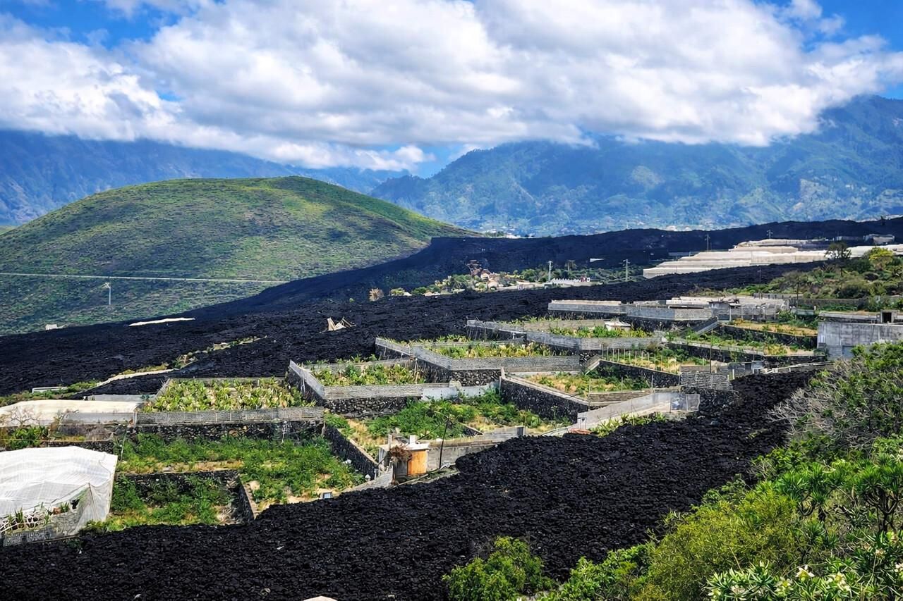 Zona de plataneras afectada por la lava del volcán Tajogaite.