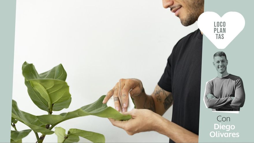 La higiene de tus plantas: el hábito de 15 minutos al mes que multiplica su salud (y mejora su aspecto)