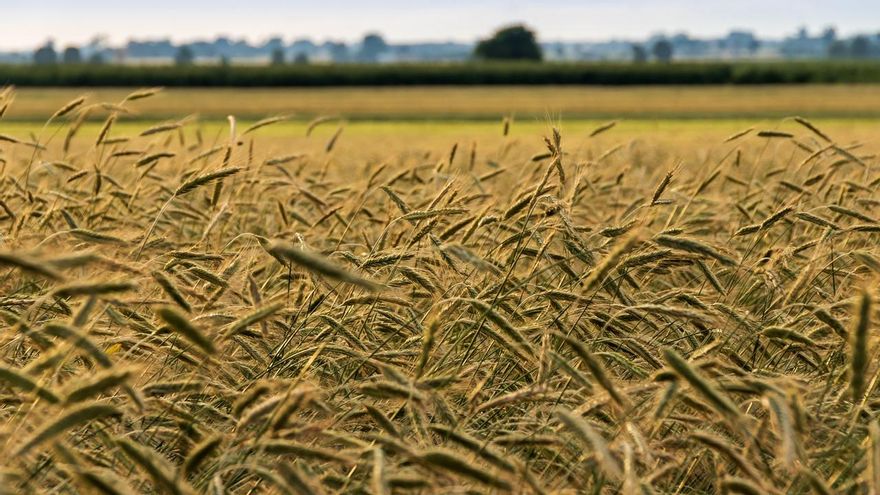 Las previsiones apuntan a una cosecha de 3,4 millones de toneladas de cereales en Castilla-La Mancha, el triple de 2023
