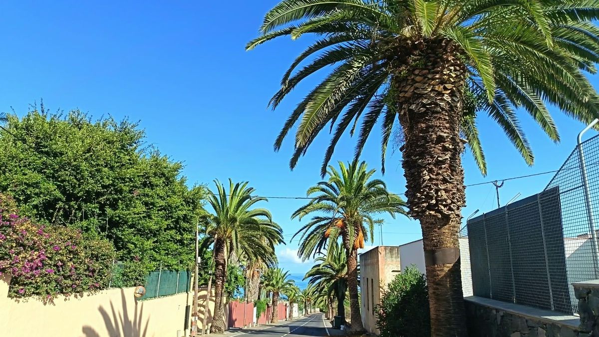 El Cabildo de Tenerife justifica la eliminación de 85 palmeras canarias por afectar al acceso a un paraje natural de La Orotava
