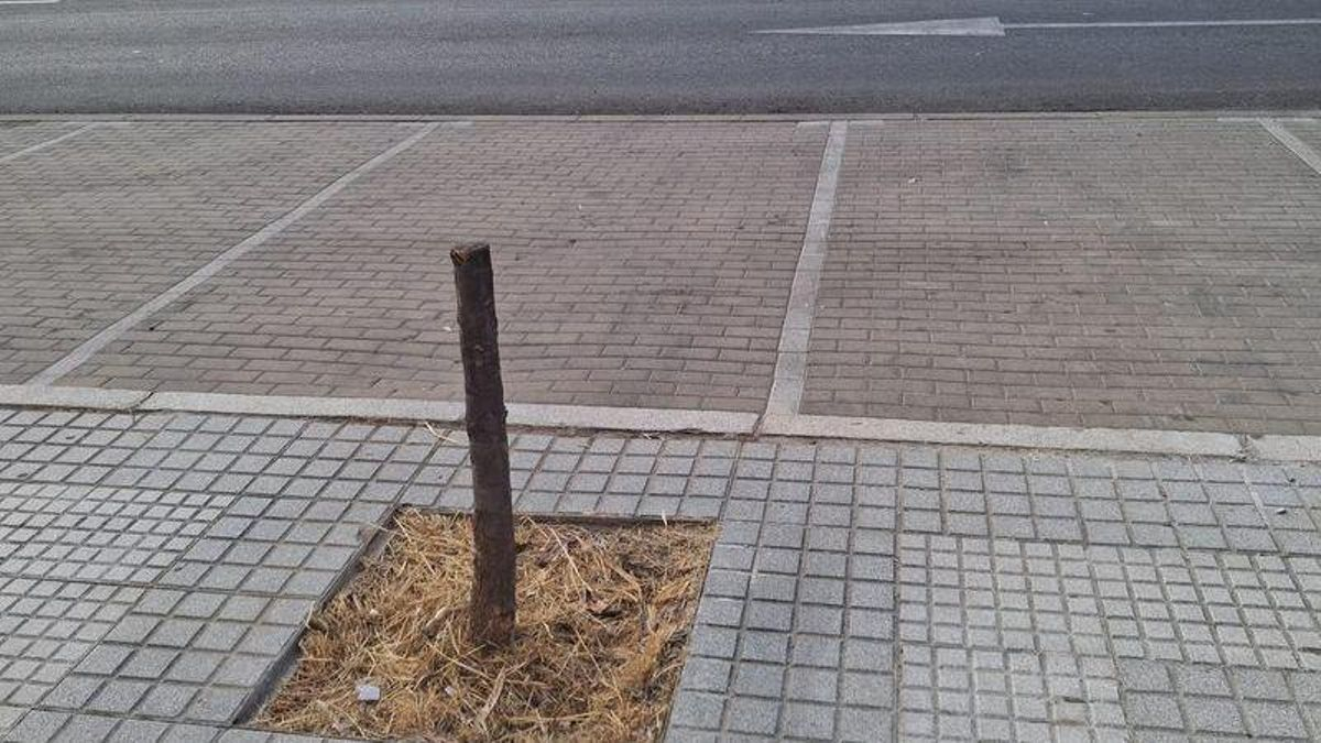 Ecomapeo en Córdoba identificando alcorques vacíos, con tocones o 'asfixiantes' para los árboles.
