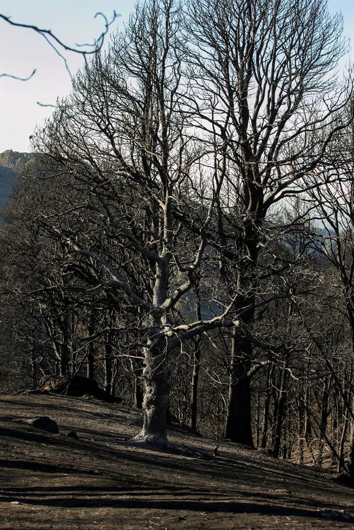 Zonas afectadas por el fuego del incendio forestal, en el Barranco Los Pajaritos (Cueva Corcho).
