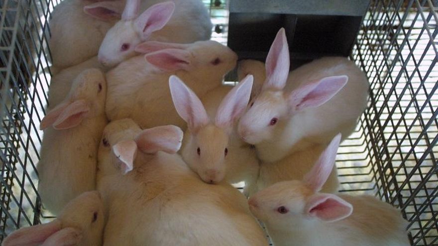 La crisis del sector cunícola “está poniendo al límite a las granjas”
