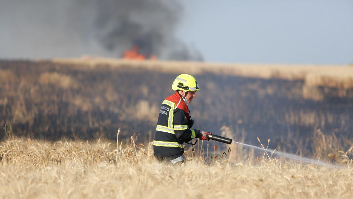 Incendio forestal en la carretera CO3105 junto a la prisión provincial