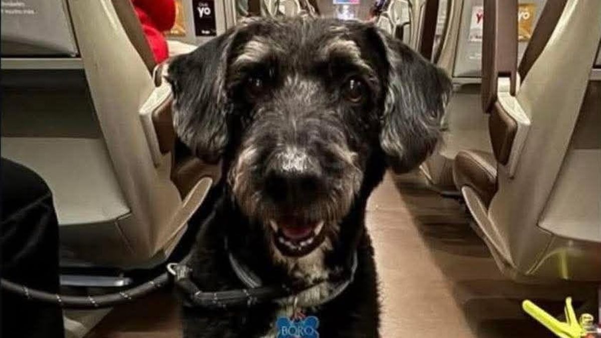 Buscan a Boro, un perro que viajaba junto a su dueña en el accidente de Adamuz