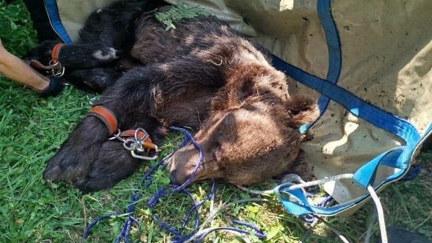 El FAPAS denuncia ante la Fiscalía de Asturias los riesgos de un programa de captura de osos del Principado