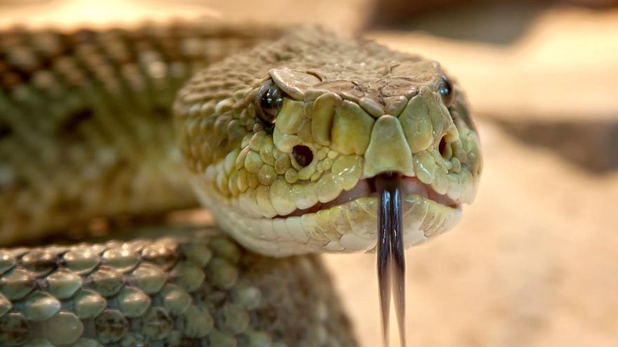 Inteligencia artificial contra las mordeduras de serpiente: cómo atajar más de 100.000 muertes al año