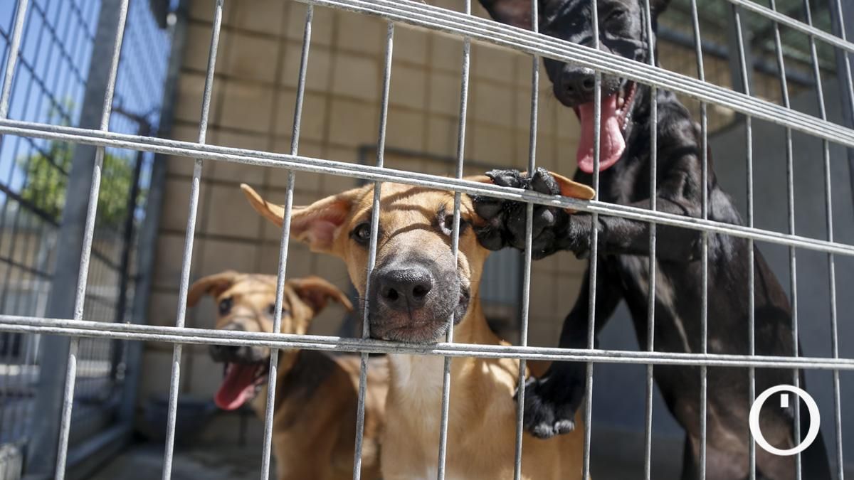 Los animales abandonados recogidos por Sadeco bajan ligeramente en la primera mitad de 2026