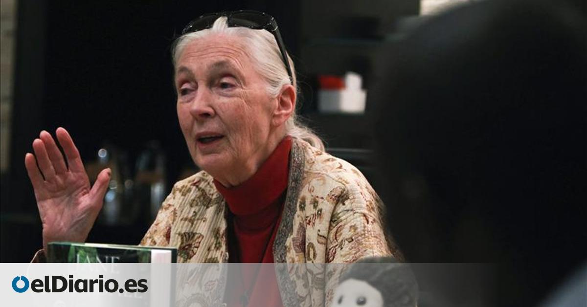 “Tarzán se casó con la Jane equivocada”: cómo la lectura convirtió a Jane Goodall en una referente en el estudio y protección de los chimpancés