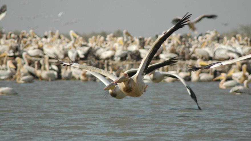 Pelícanos en acción en el Parque Nacional de las Aves del Djoudj.