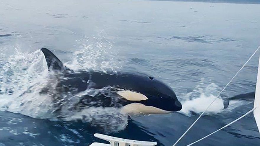 Captan en la costa gallega por primera vez imágenes de la interacción de orcas con delfines