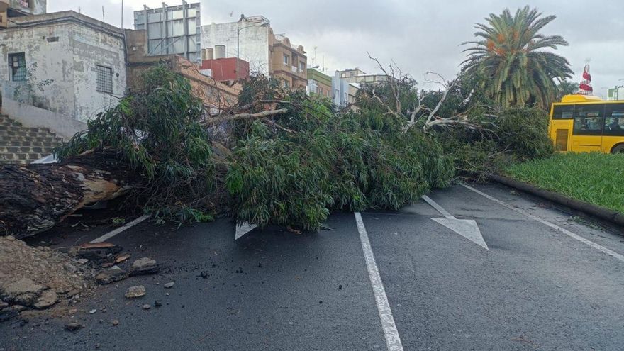 Árbol caído en Las Palmas de Gran Canaria