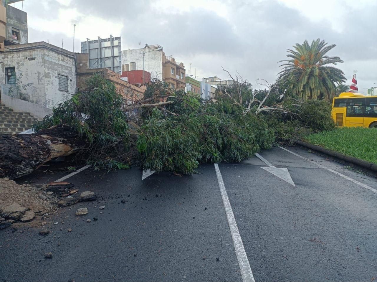 Árbol caído en Las Palmas de Gran Canaria