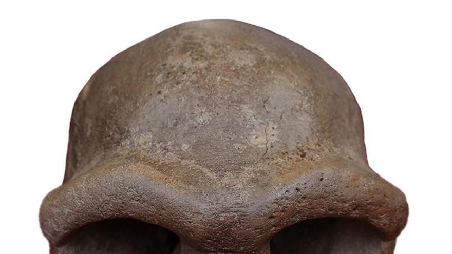 El cráneo de Harbin es un denisovano