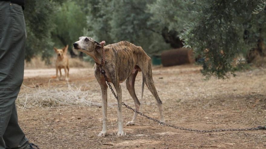 Estado que presentaba uno de los galgos rescatados en la finca de Cabra.