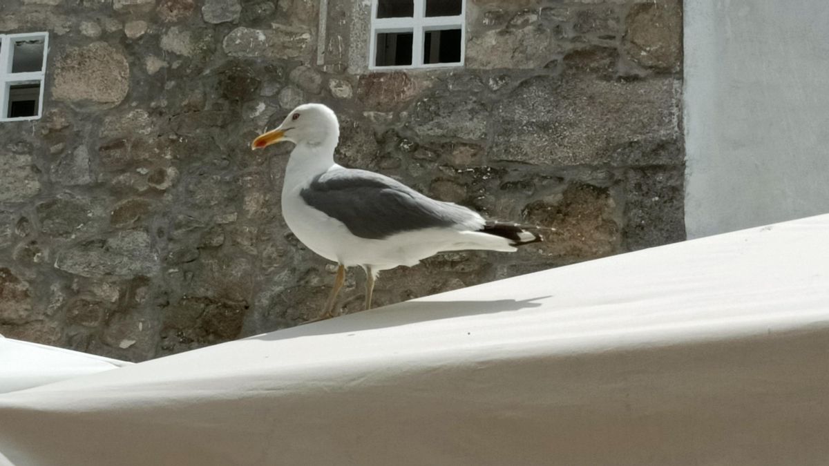 Imagen de un ejemplar de gaviota.